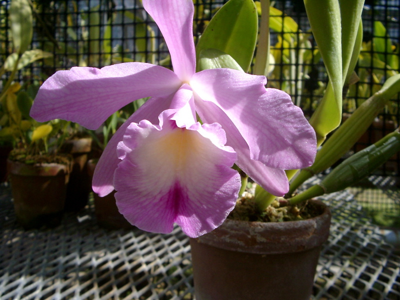 IMGP0922