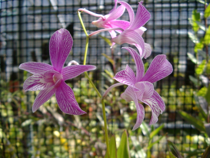 IMGP0923