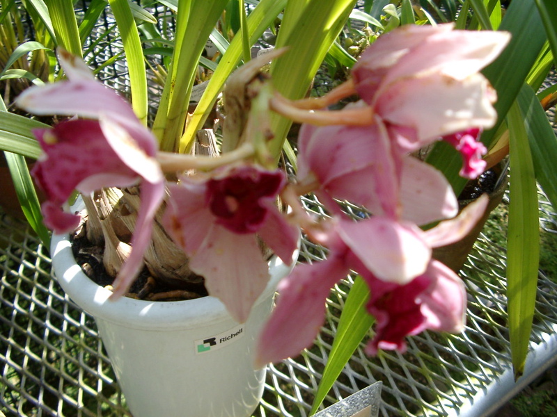 IMGP0924