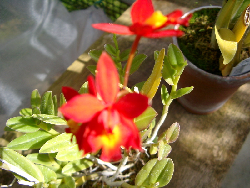 IMGP0926