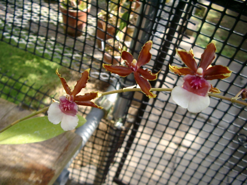 IMGP0927