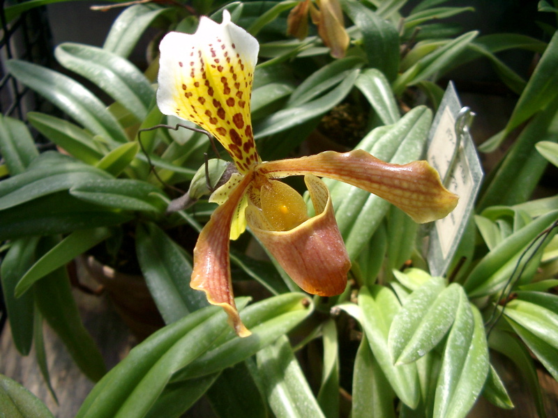 IMGP0929