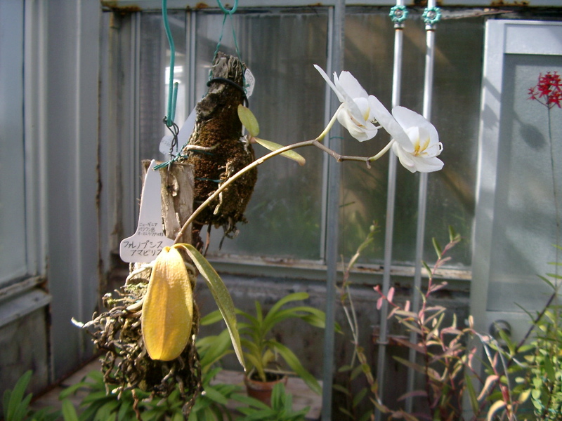 IMGP0930