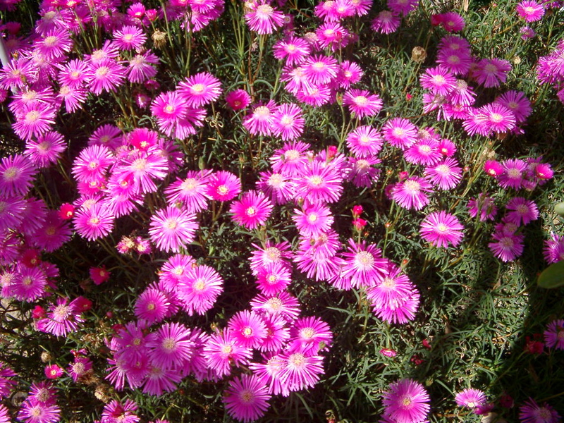 IMGP0934