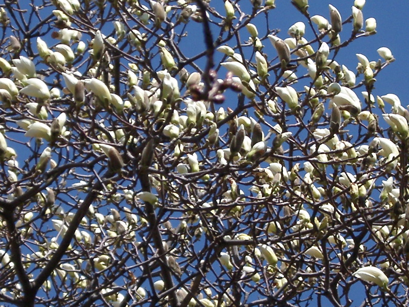 IMGP0889