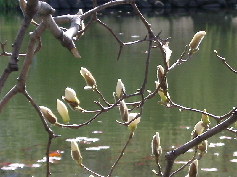 IMGP0891