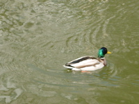 IMGP0879