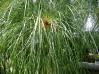 IMGP0899