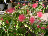 IMGP0900