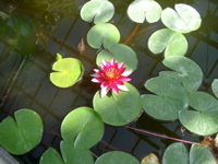 IMGP0901
