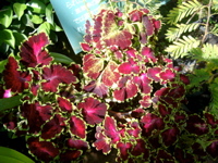 IMGP0902