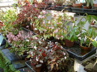 IMGP0908