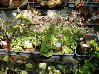 IMGP0909