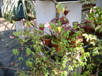 IMGP0910