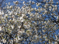 IMGP0885