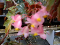 IMGP0913