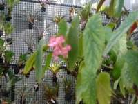 IMGP0914