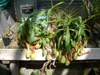 IMGP0917