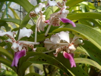 IMGP0920