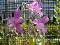 IMGP0923