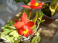 IMGP0926