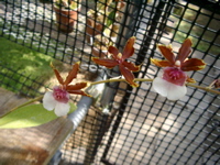 IMGP0927