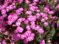 IMGP0934