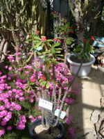 IMGP0935