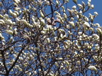 IMGP0889