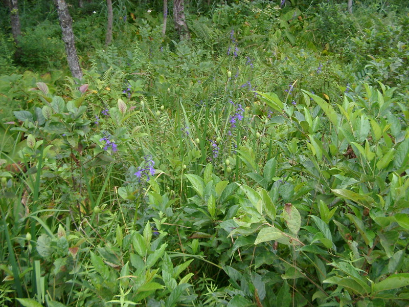 IMGP1386
