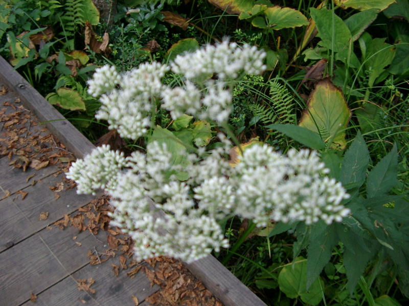 IMGP1387