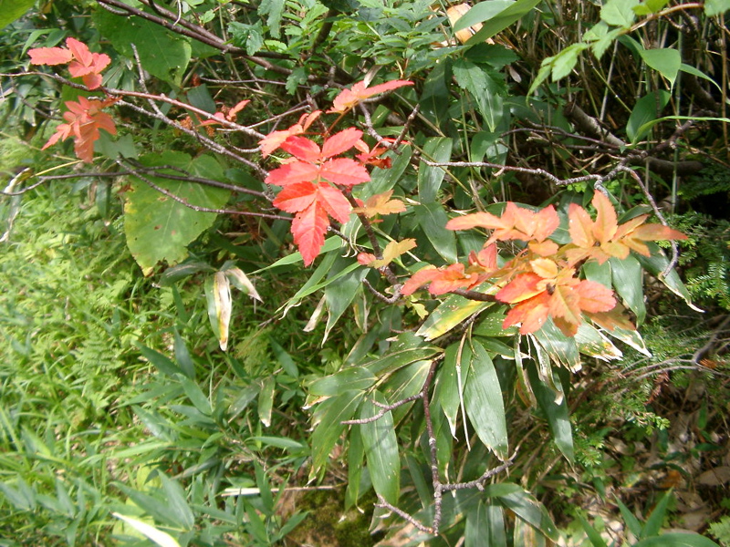IMGP1440