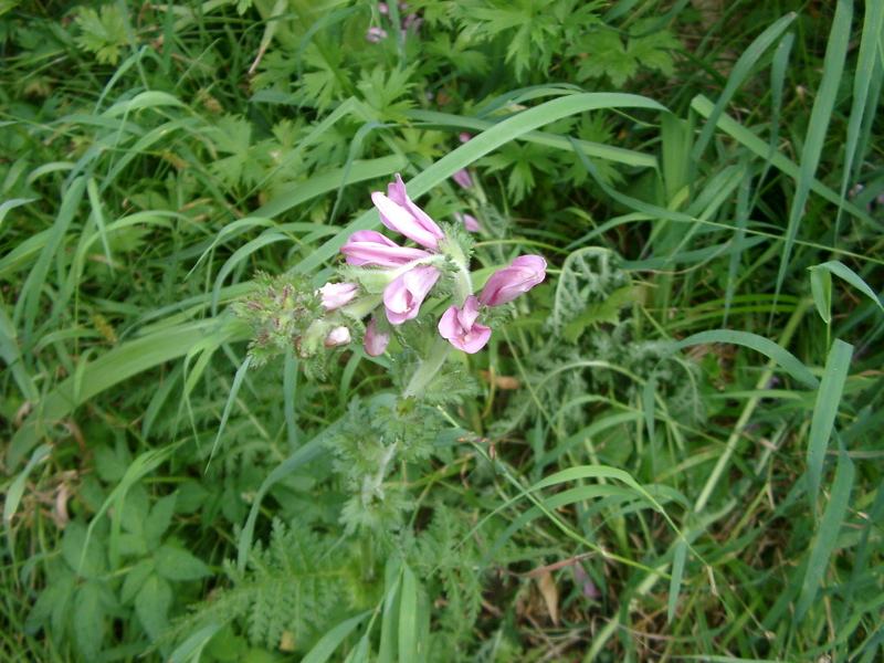 IMGP1441