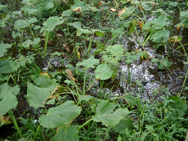 IMGP1388