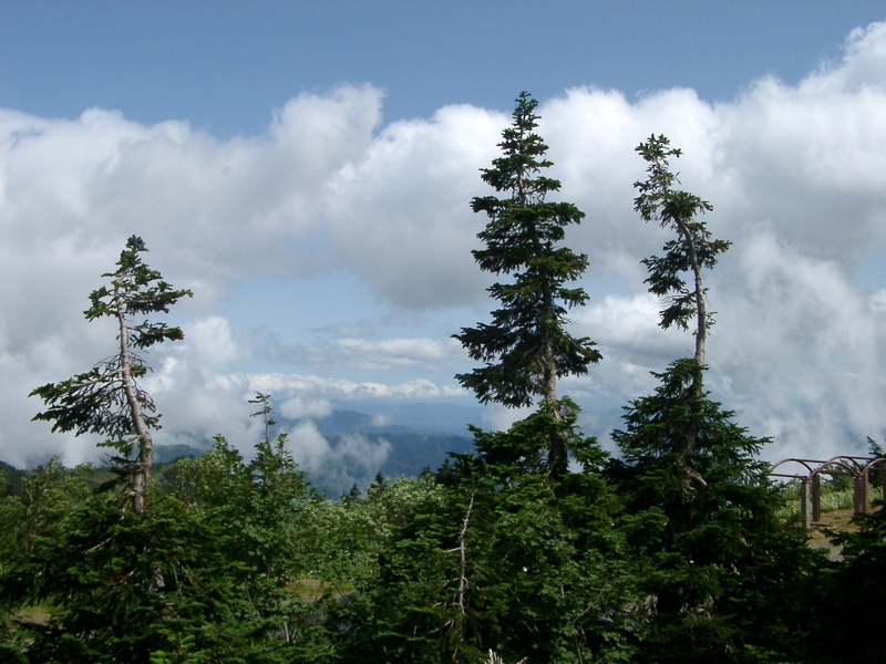 IMGP1449tsuga