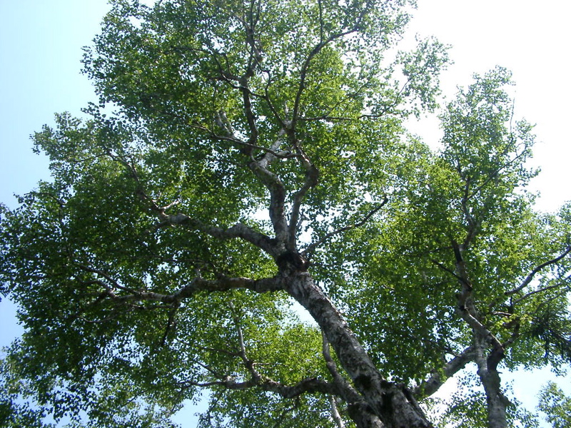 IMGP1455tree