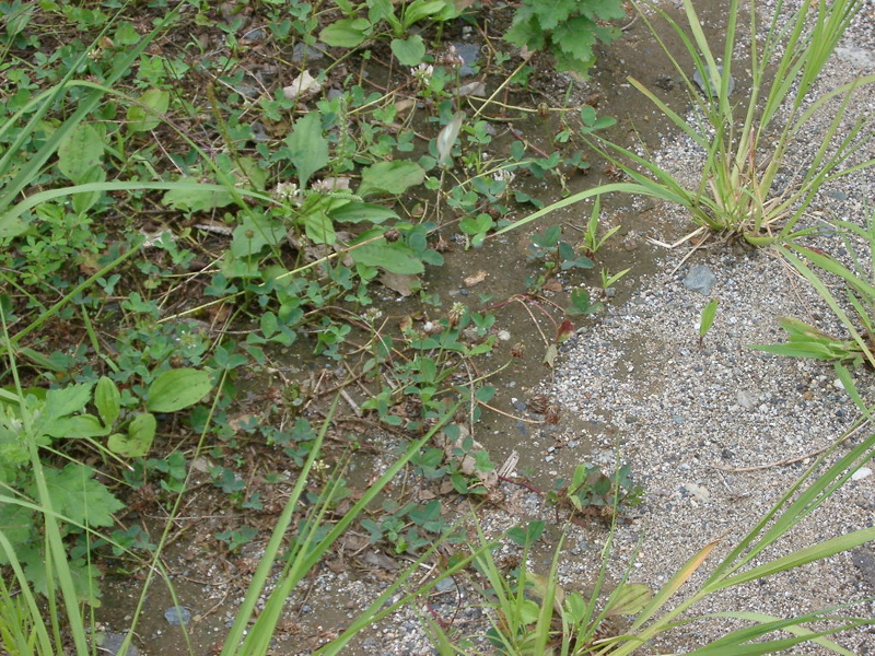 IMGP1389