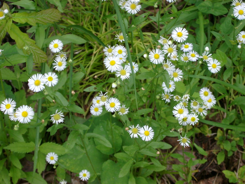 IMGP1390