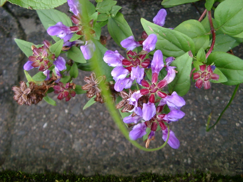 IMGP1482flower
