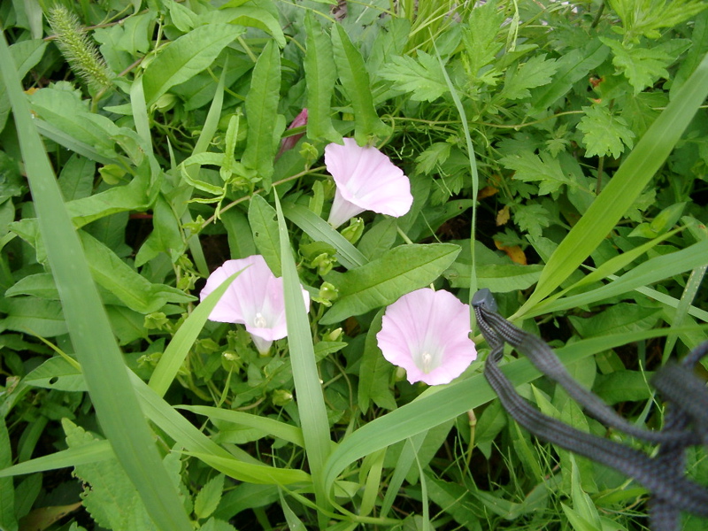 IMGP1391