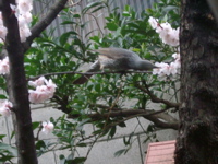 IMGP4005