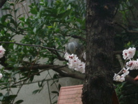 IMGP4006