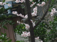 IMGP4009