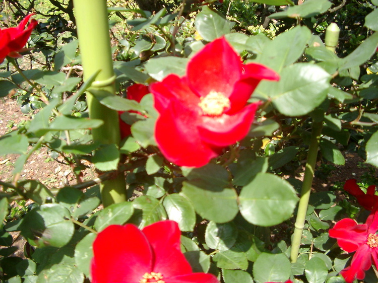 IMGP4139