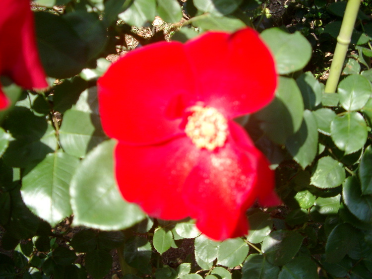 IMGP4140