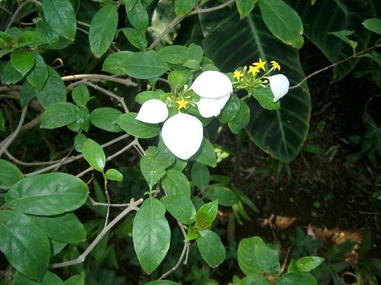 IMGP4144