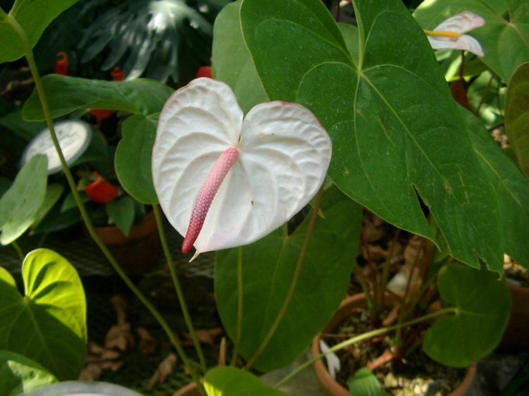 IMGP4148