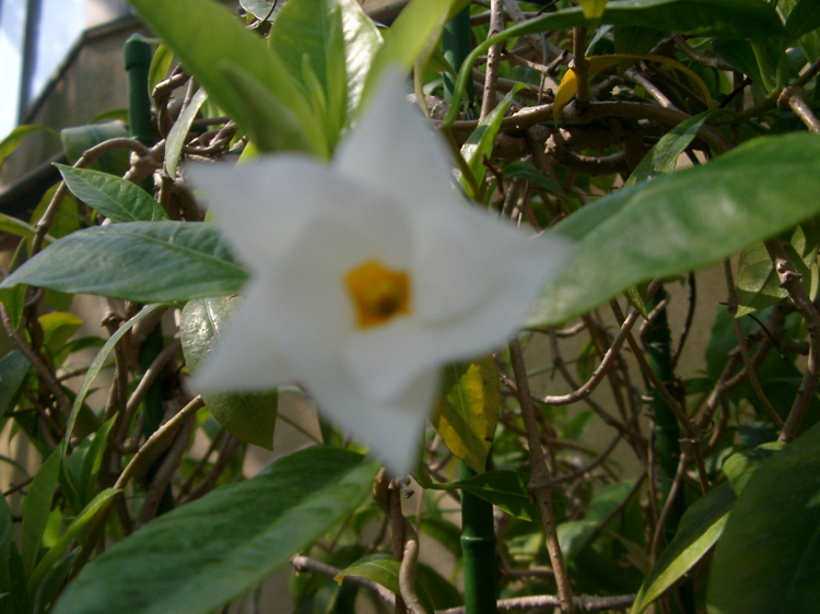 IMGP4154