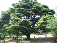 IMGP4133