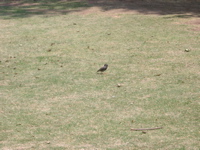IMGP4116